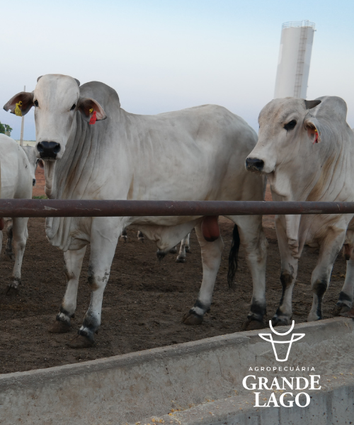 Rotativo Grande Lago 4